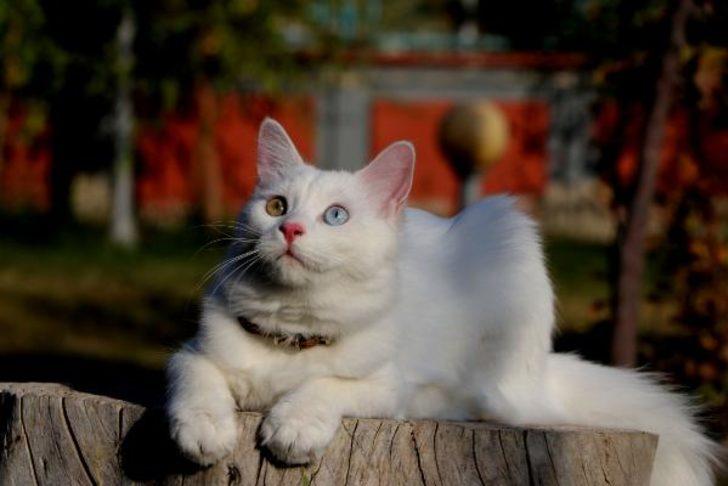 Van'ın gururu! 200 kedi arasından birinci seçildi G2