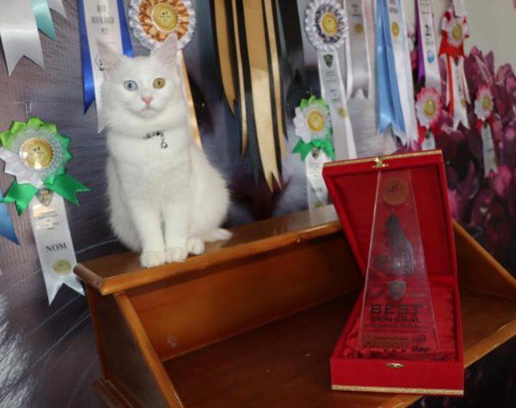 Van'ın gururu! 200 kedi arasından birinci seçildi G3