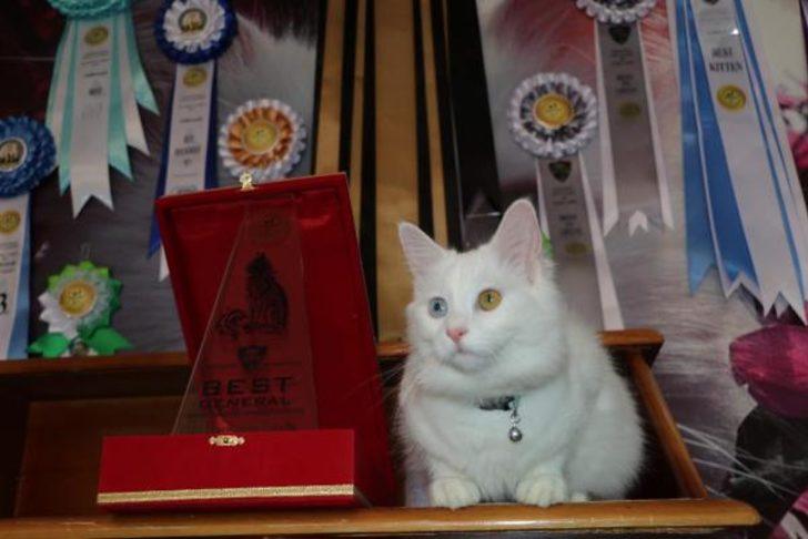 Van'ın gururu! 200 kedi arasından birinci seçildi G5