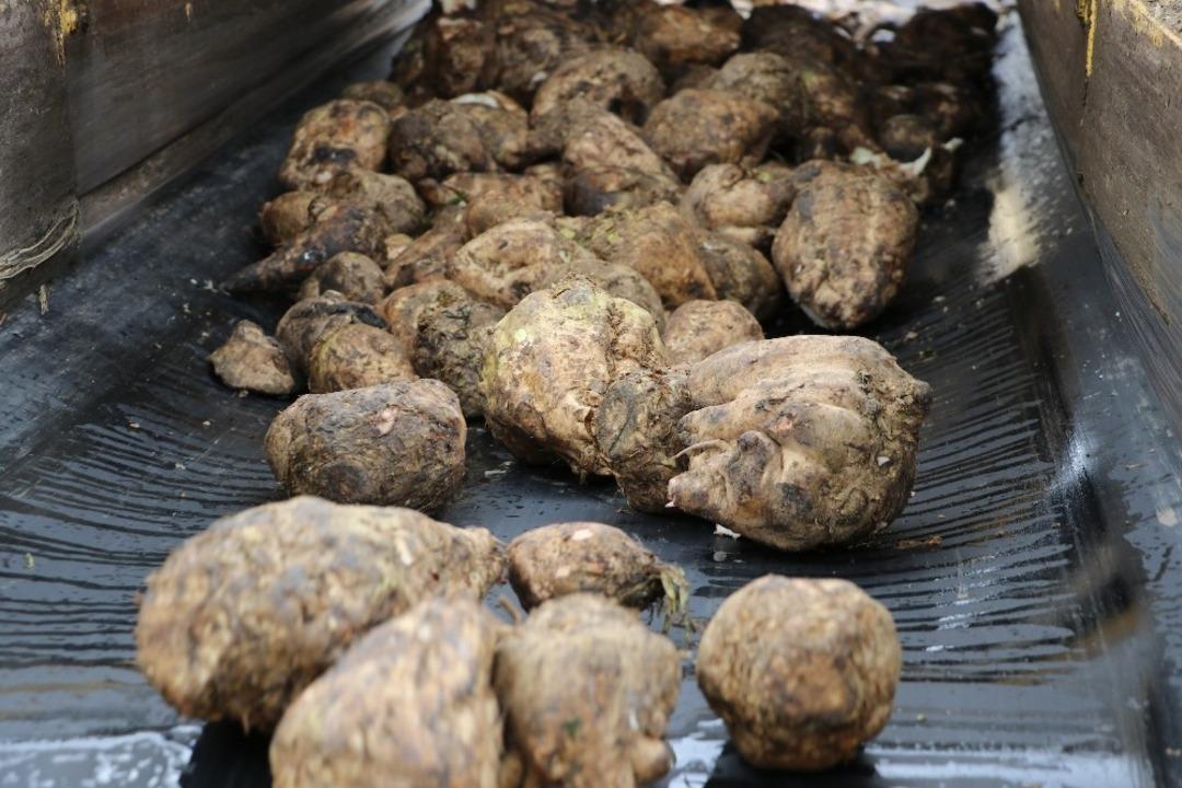 &Ccedil;ift&ccedil;iye 243 milyon TL pancar bedeli &ouml;denecek