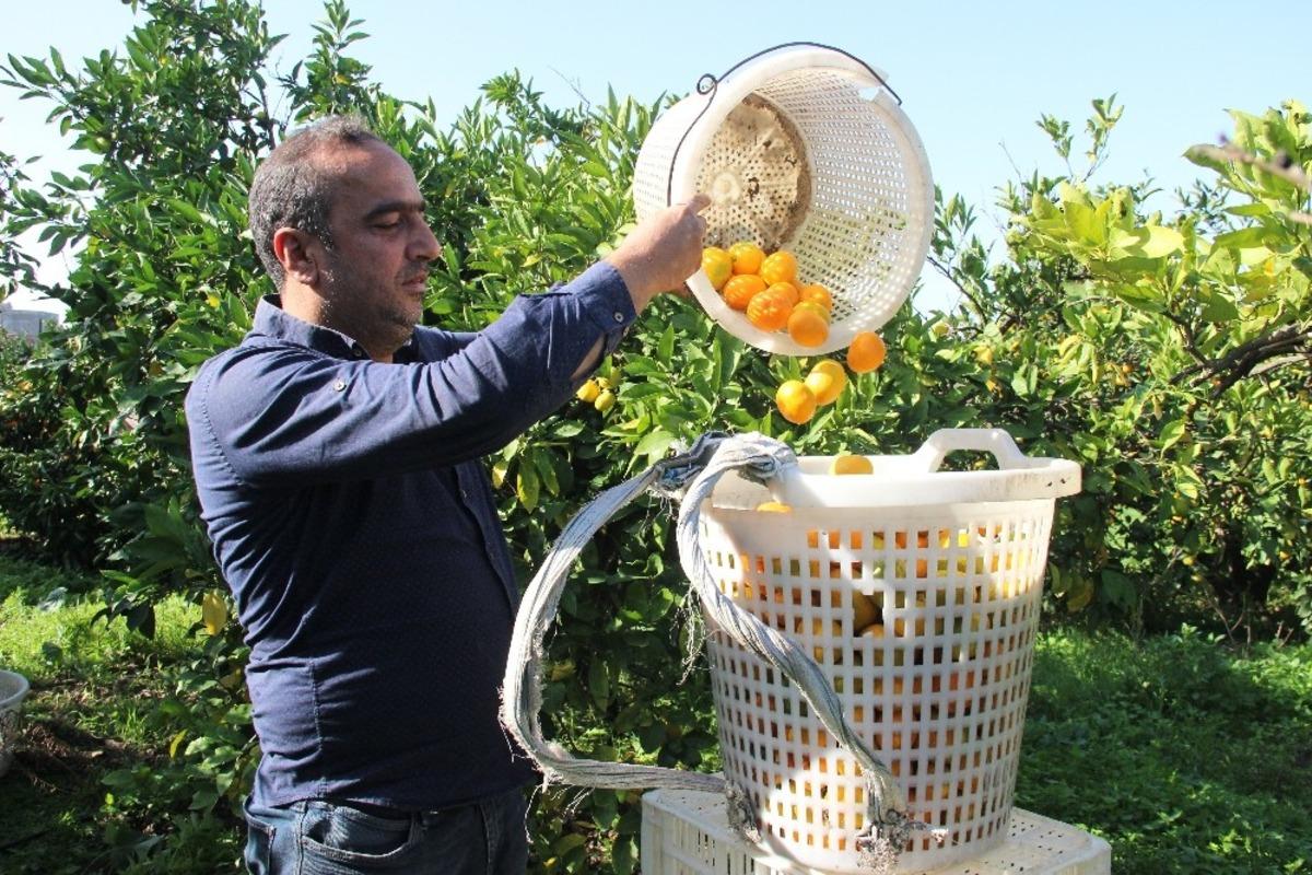 Mandalinada rekolte d&uuml;ş&uuml;k, fiyatlar 2-3 kat daha y&uuml;kselebilir