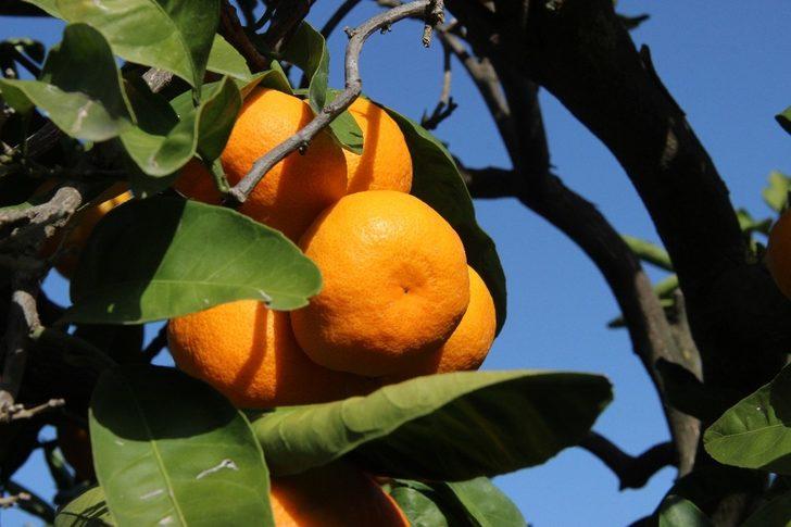 Mandalinada rekolte düşük, fiyatlar 2-3 kat daha yükselebilir G2