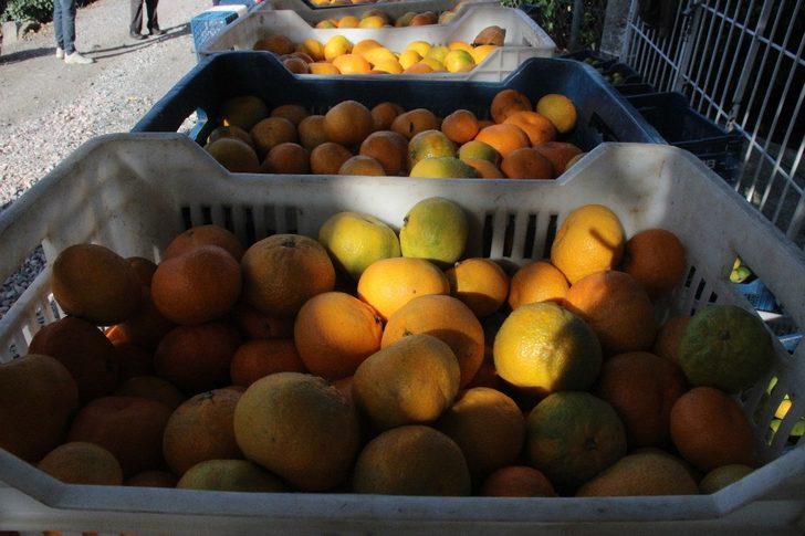 Mandalinada rekolte düşük, fiyatlar 2-3 kat daha yükselebilir G4