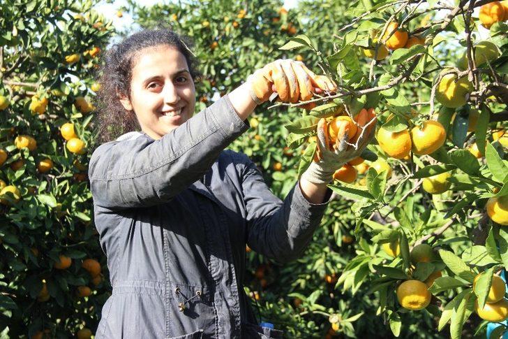 Mandalinada rekolte düşük, fiyatlar 2-3 kat daha yükselebilir G5