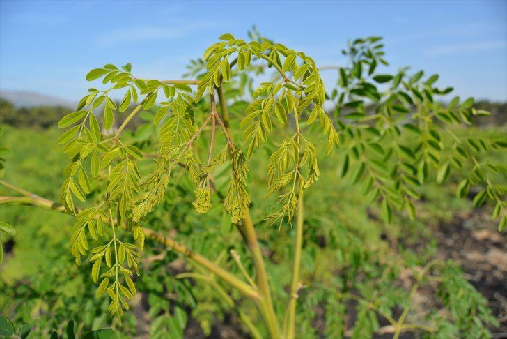 Moringa çayı nedir, mucize bitki moringa oleifera faydaları nelerdir? G1