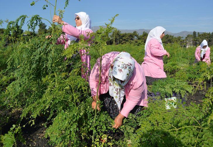 Moringa çayı nedir, mucize bitki moringa oleifera faydaları nelerdir? G3