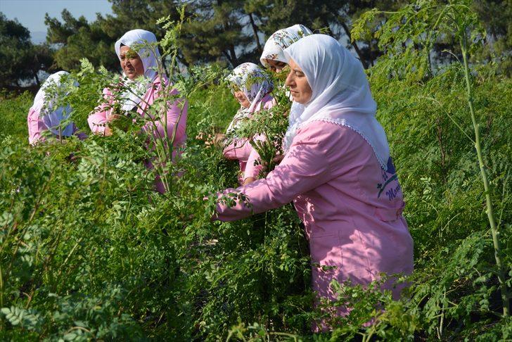 Moringa çayı nedir, mucize bitki moringa oleifera faydaları nelerdir? G4