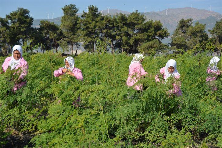 Moringa çayı nedir, mucize bitki moringa oleifera faydaları nelerdir? G5