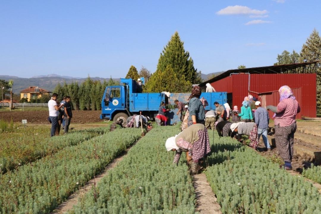 Aydın ve Muğla&rsquo;da 300 bin fidan toprakla buluşacak