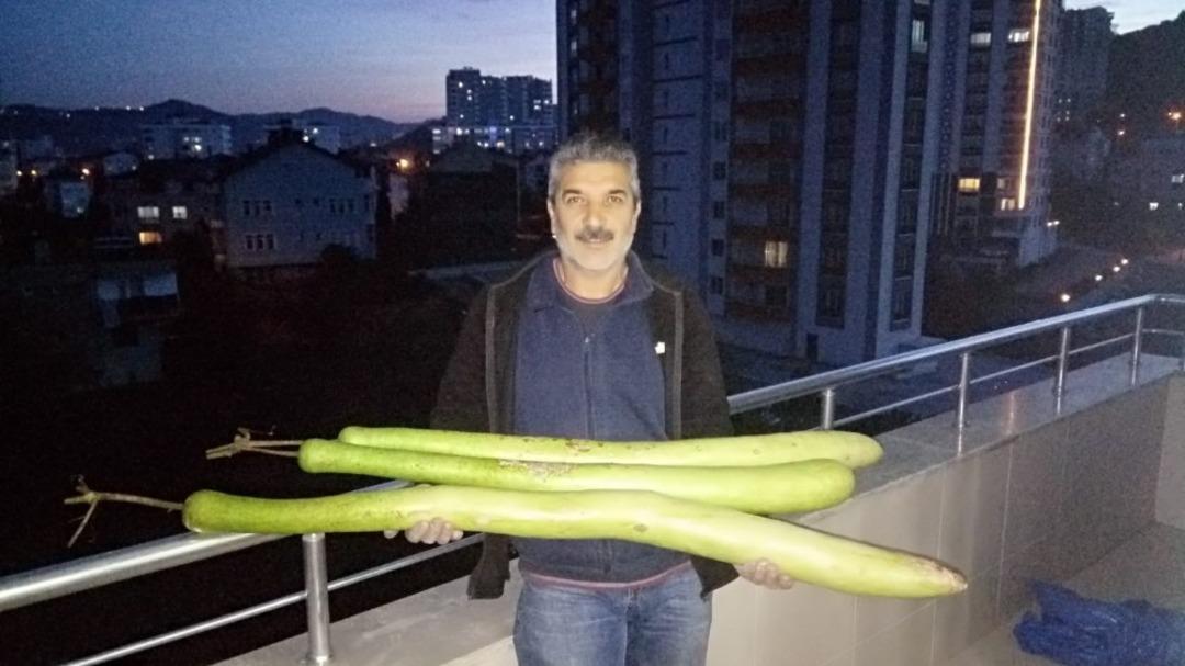 Yetiştirdiği kabaklar boyunu ge&ccedil;ti