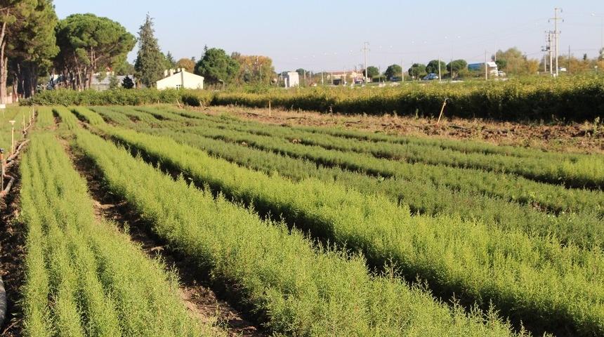 Samsun’da 55 bin 555 fidan dikilecek