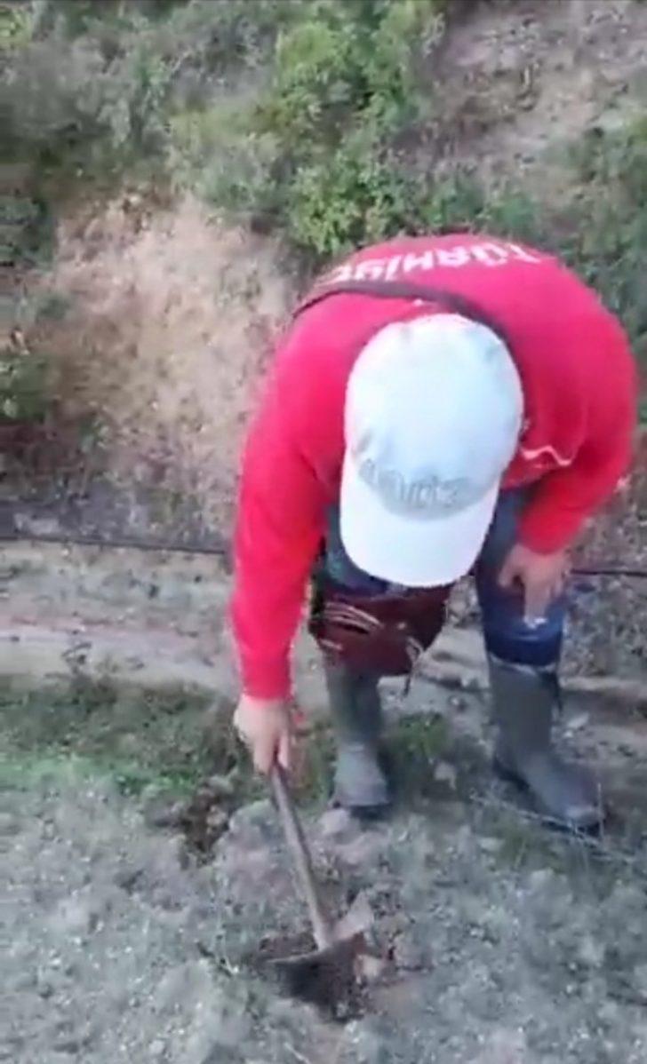 Bursa'da bir günde 5 kilogram trüf mantarı topladı, zengin oldu! G1