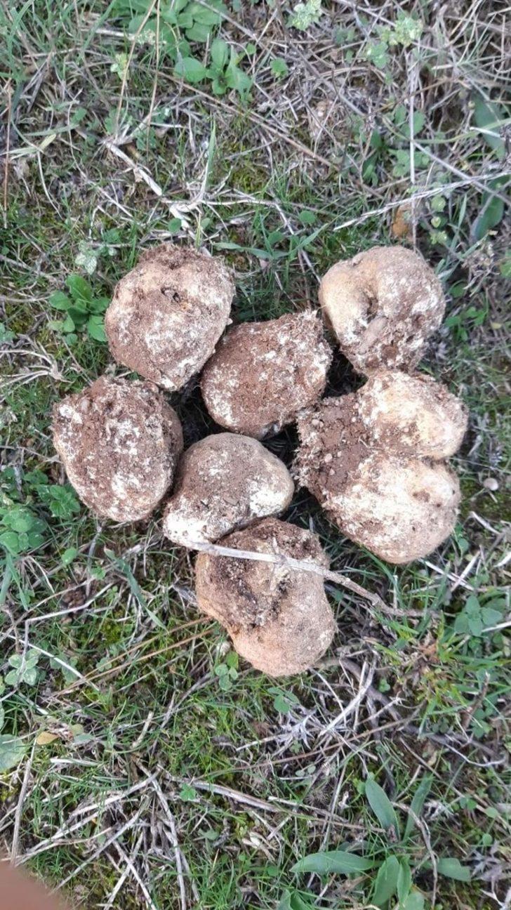 Bursa'da bir günde 5 kilogram trüf mantarı topladı, zengin oldu! G3