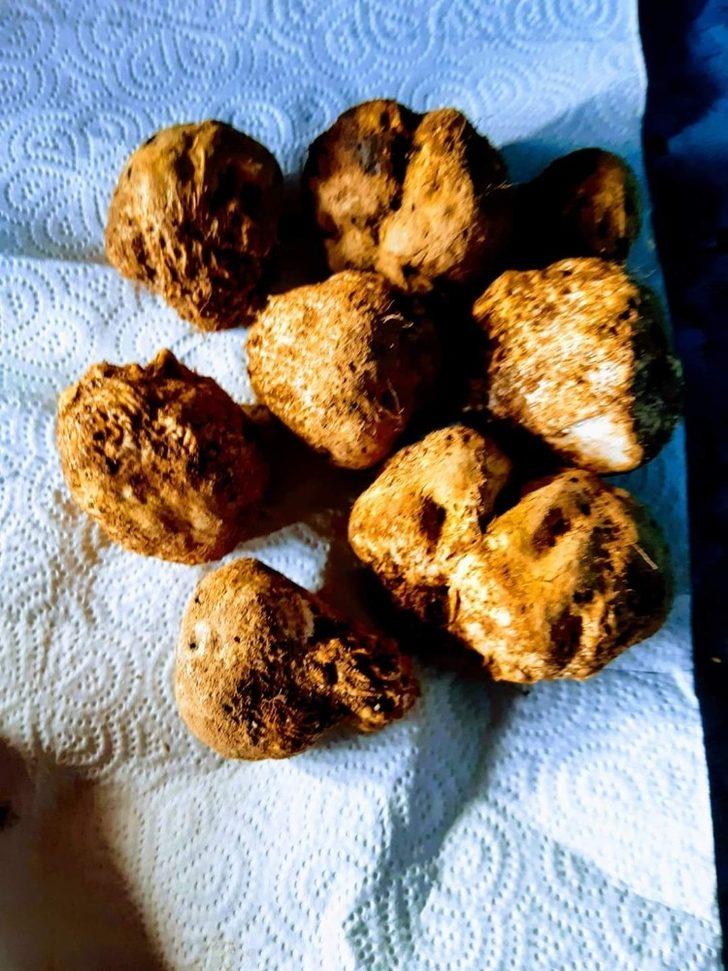 Bursa'da bir günde 5 kilogram trüf mantarı topladı, zengin oldu! G4