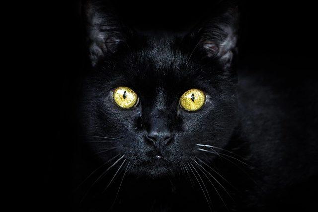 black-cat-3753932_960_720