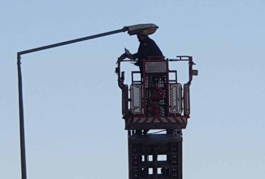 Sokak lambasına takılan g&uuml;vercini itfaiye kurtardı