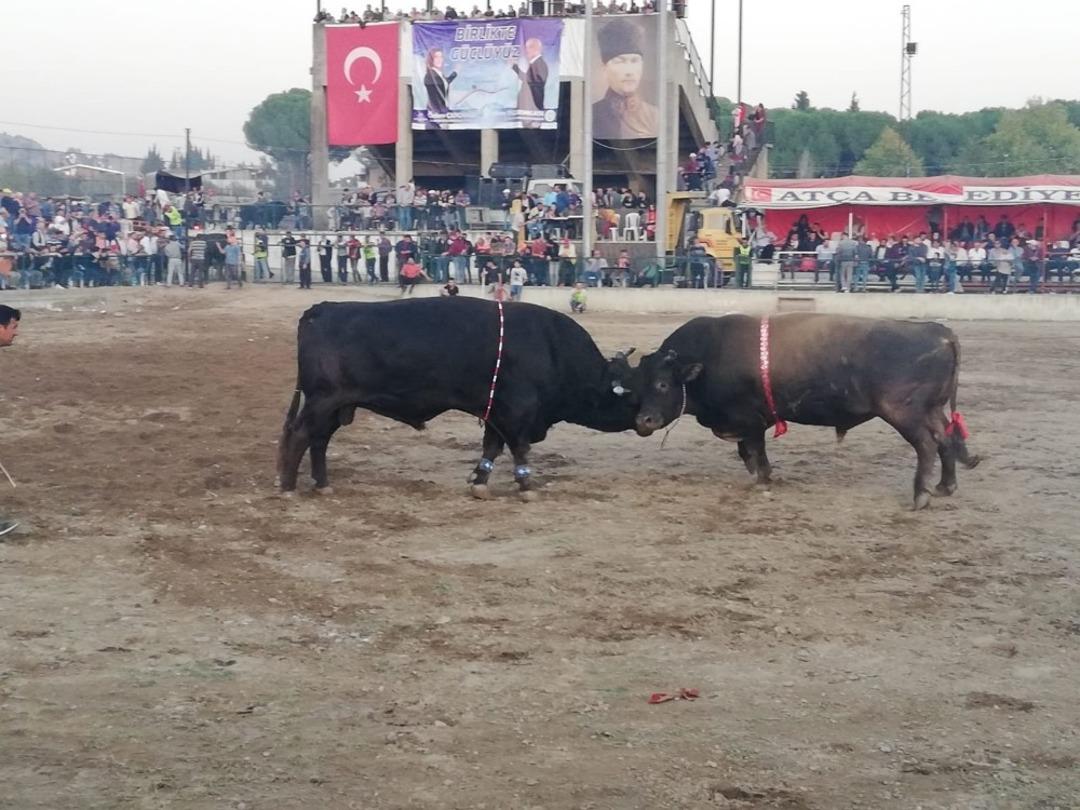 Y&ouml;r&uuml;kler boğa g&uuml;reşlerinde bir araya geldi