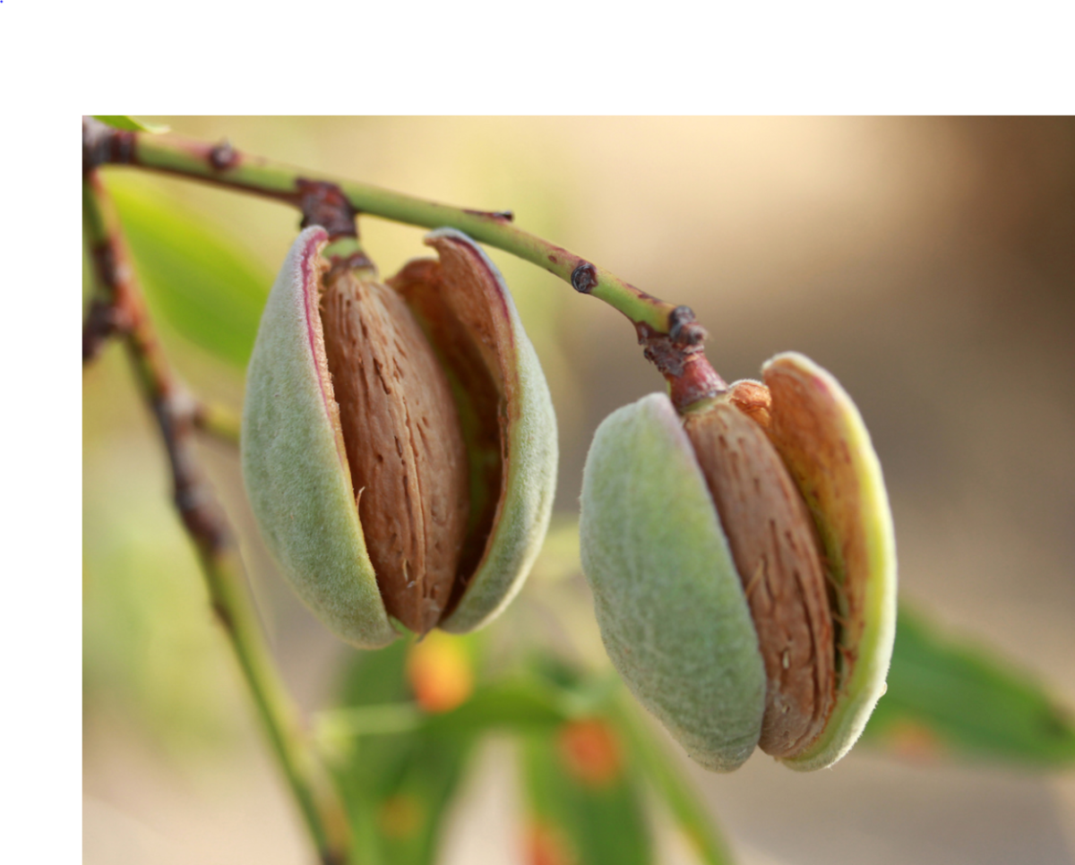 Elinizin altında olacak! Her g&uuml;n badem yemeye başlarsanız v&uuml;cudunuza olan 5 şey