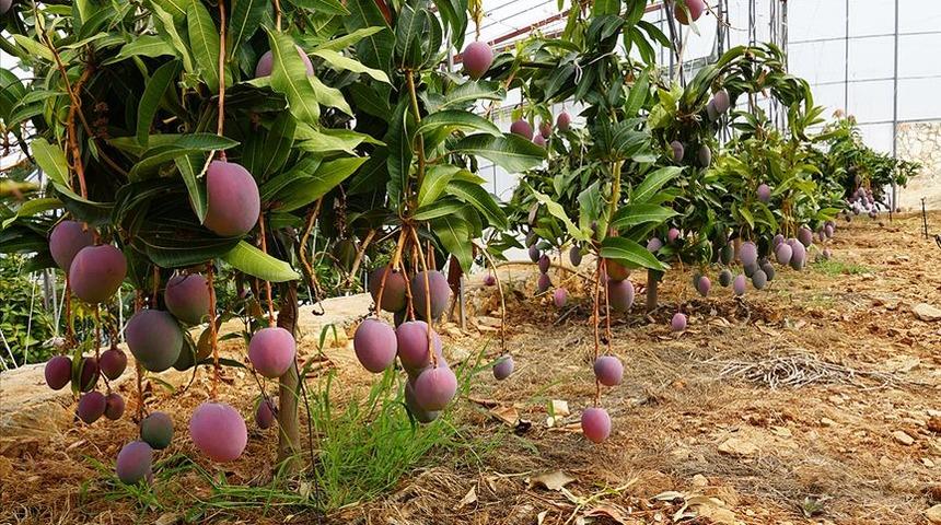 Tanesi 50 liraya satılan mango üreticinin yeni gözdesi