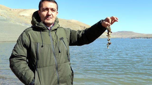 Van Gölü Havzası için 'zebra midye' tehlikesi