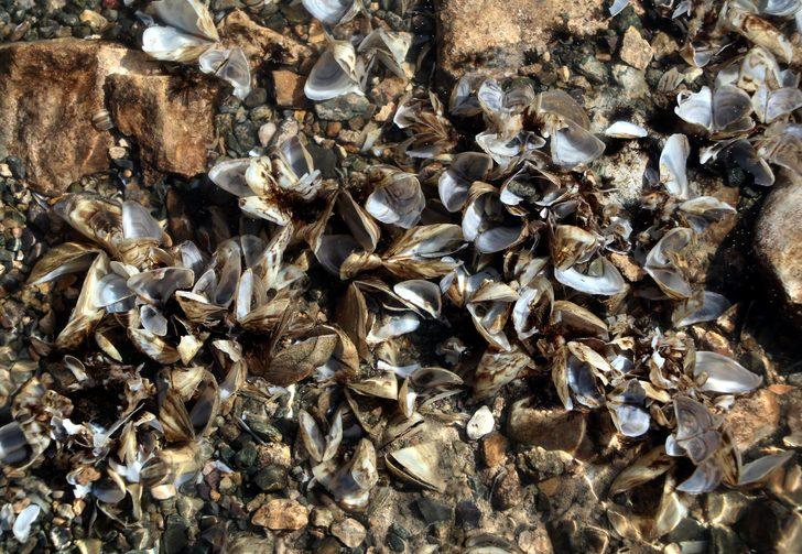 Van Gölü Havzası için 'zebra midye' tehlikesi G2