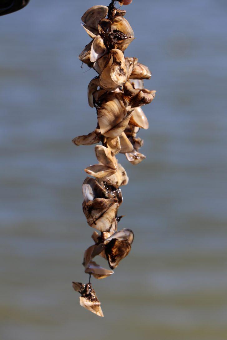 Van Gölü Havzası için 'zebra midye' tehlikesi G3