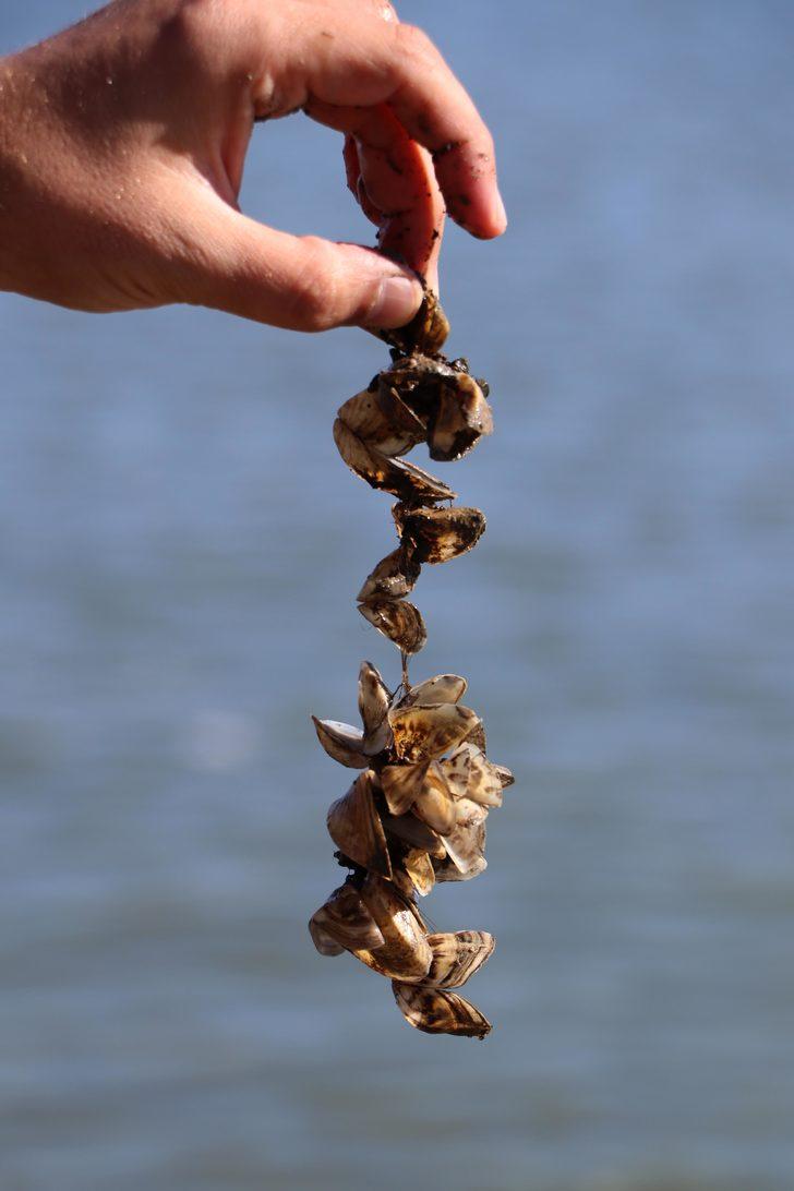 Van Gölü Havzası için 'zebra midye' tehlikesi G4