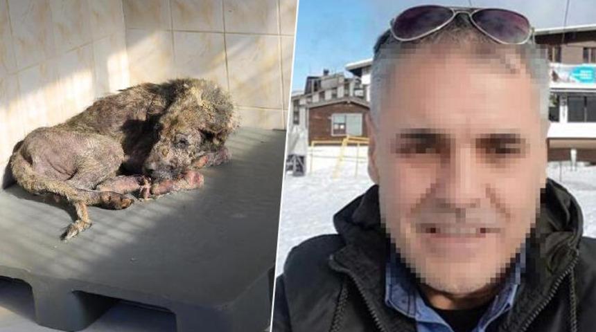 Sokak hayvanlarını öldüreceğini söyleyen belediye çalışanı gözaltında 