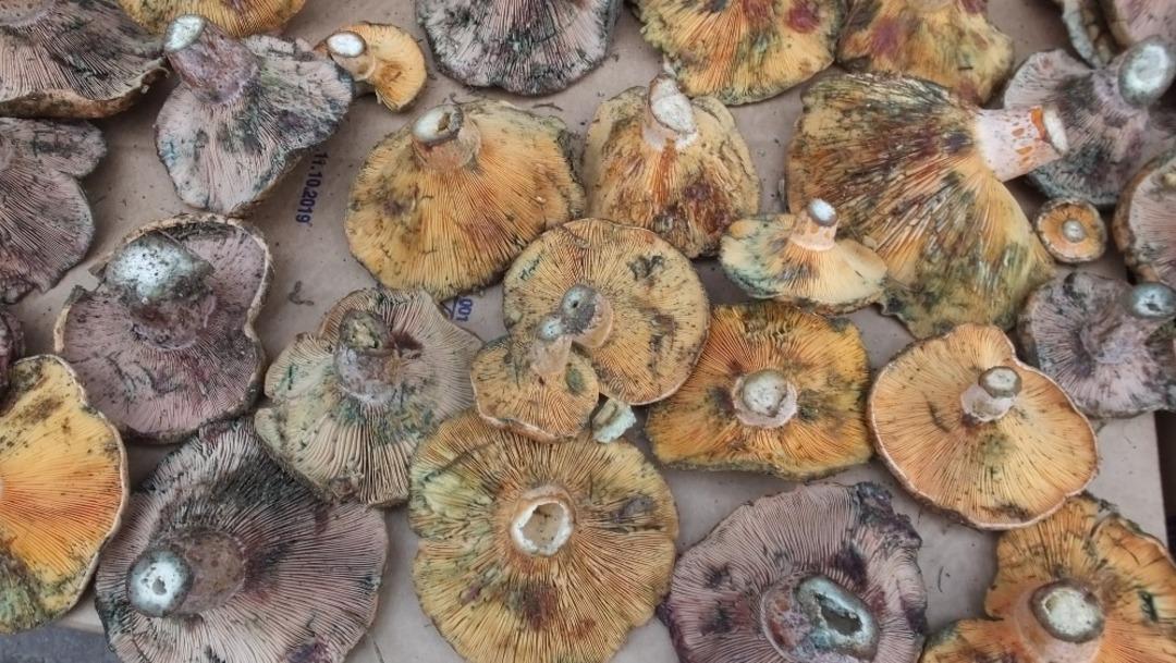 Burhaniye&rsquo;de sezonun ilk melkisi ilgi g&ouml;rd&uuml;