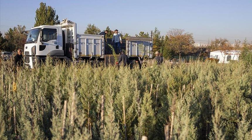 11 milyon fidan hedefi, 13 milyonu aştı