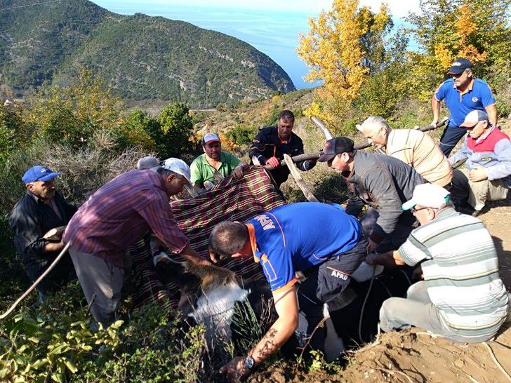 Uçurumda mahsur kalan inek için AFAD seferber oldu G4