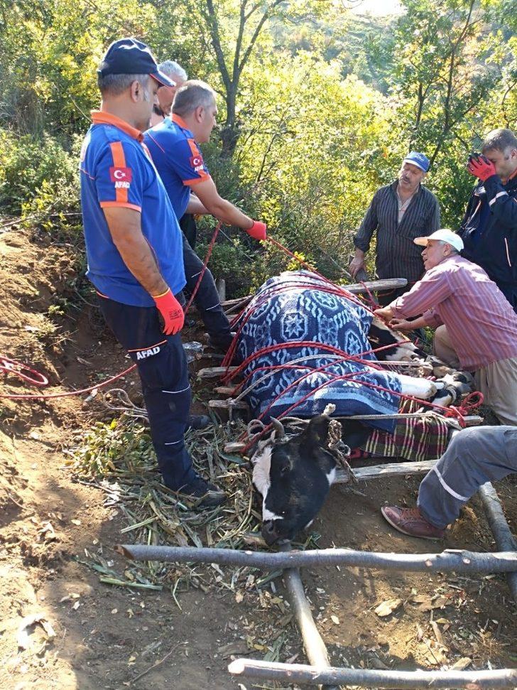 Uçurumda mahsur kalan inek için AFAD seferber oldu G5