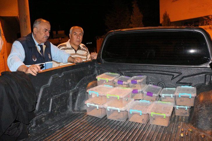 Polis baskınında bir evde onlarca akrep ele geçirildi G1