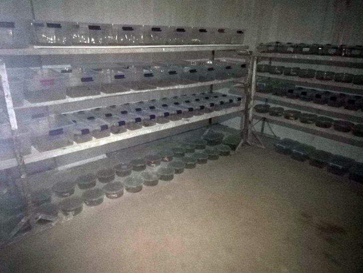 Polis baskınında bir evde onlarca akrep ele geçirildi G2