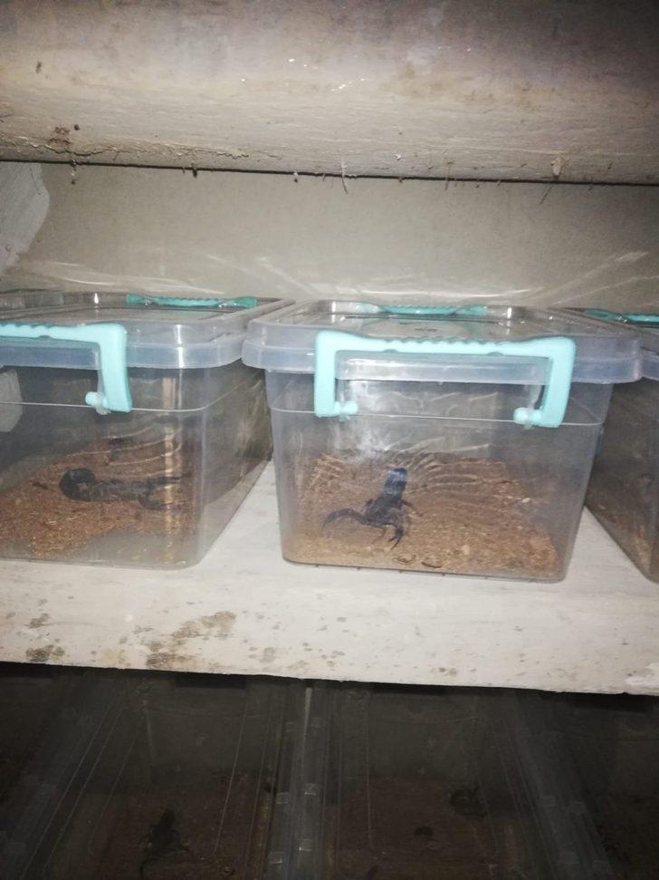 Polis baskınında bir evde onlarca akrep ele geçirildi G3