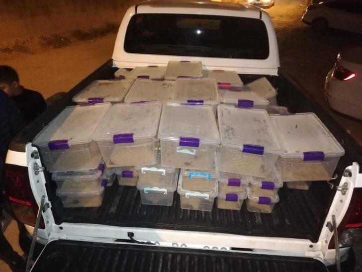 Polis baskınında bir evde onlarca akrep ele geçirildi G4