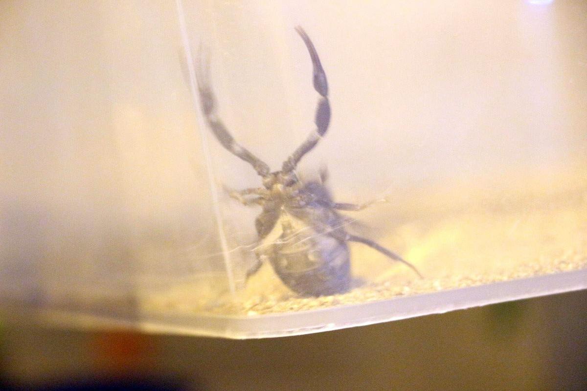 Polis baskınında bir evde onlarca akrep ele ge&ccedil;irildi