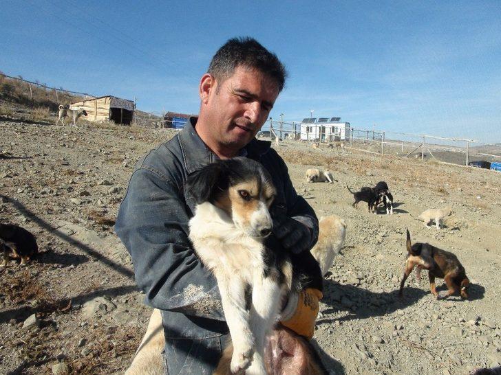 Her gün 250 köpeğin bakımını üstleniyor G2