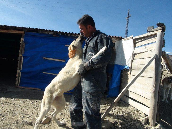 Her gün 250 köpeğin bakımını üstleniyor G3