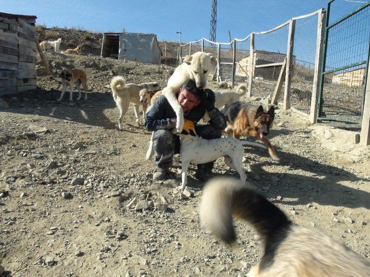 Her gün 250 köpeğin bakımını üstleniyor G4
