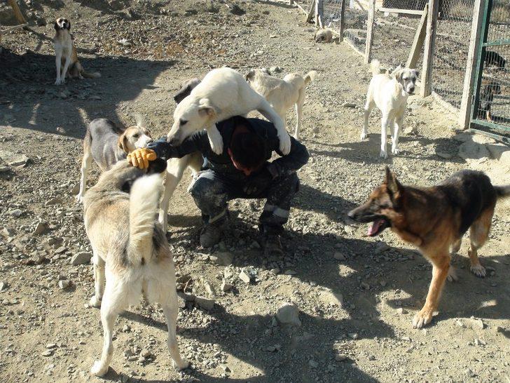 Her gün 250 köpeğin bakımını üstleniyor G5