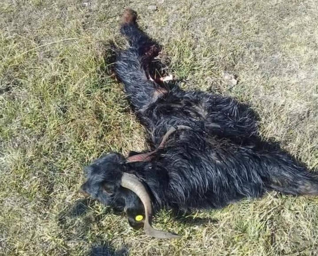 Kurtların saldırdığı 9 k&uuml;&ccedil;&uuml;kbaş hayvan telef oldu