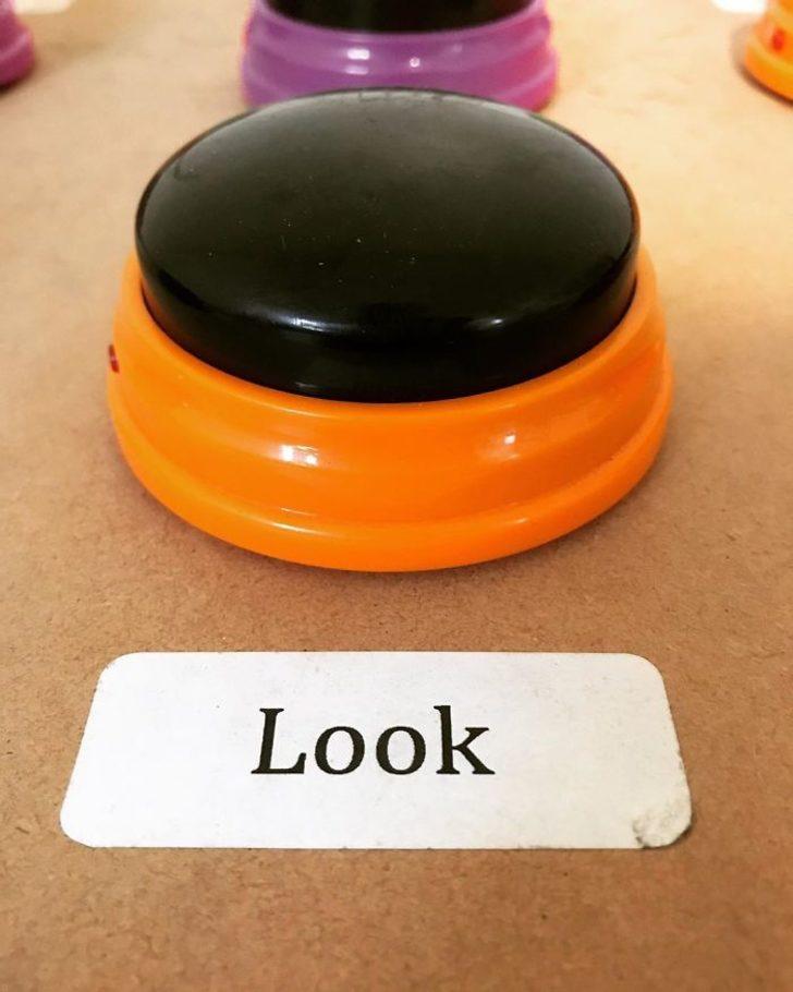 Basit bir sistemle sahibiyle konuşmayı çözen köpek!  G4