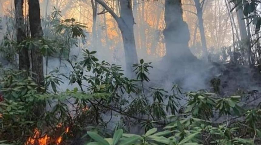 Fındık bah&ccedil;esindeki kıvılcım ormana sı&ccedil;radı