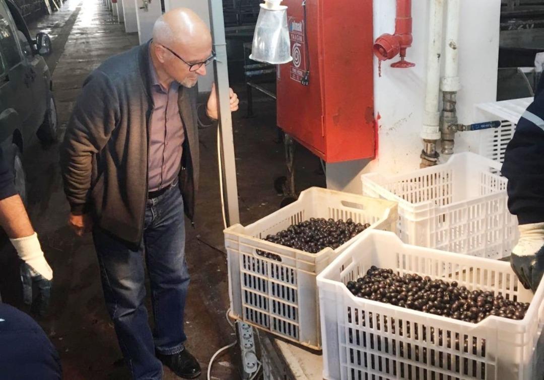 Erdek&rsquo;te zeytin alımları s&uuml;r&uuml;yor
