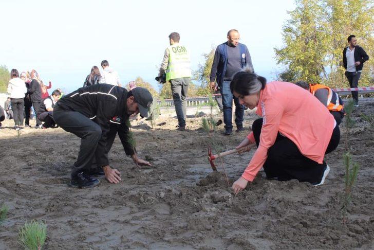 Çatalzeytin’de 200 çam fidanı toprakla buluştu G1