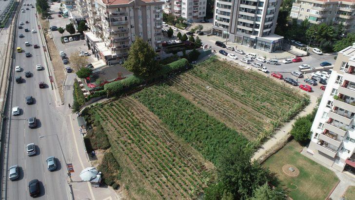 Rezidansların arasında yetişen sebzeler, dakikalar içinde kebapçının sofrasında G1