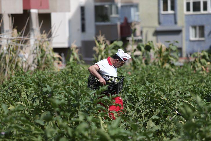 Rezidansların arasında yetişen sebzeler, dakikalar içinde kebapçının sofrasında G3