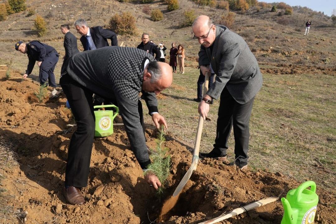 Boz&uuml;y&uuml;k&rsquo;te sedir fidanları toprakla buluştu