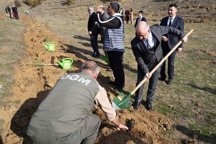 Bozüyük’te sedir fidanları toprakla buluştu G3